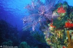 Swimming Crinoids on Sea Plume - Amazing Abyss, Grand Tur... by Pauline Jacobson 